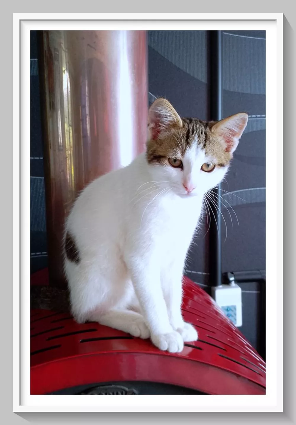 Garde d’animaux - L\\\'Abergement-de-Varey